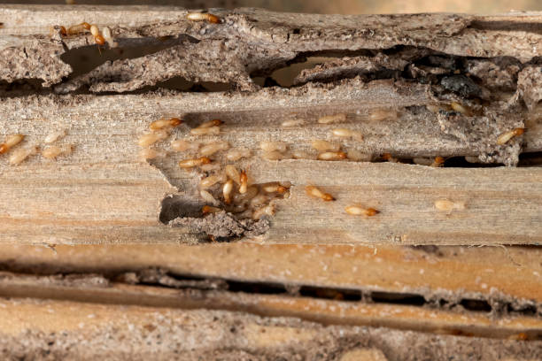 Best Exterminator Services  in Grizzly Flats, CA