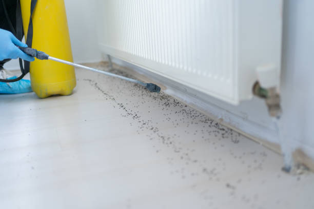 Best Bed Bug Extermination  in Grizzly Flats, CA
