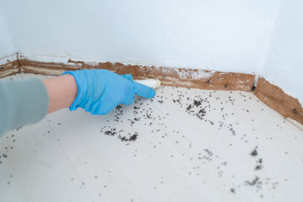 Best Affordable Pest Control Services  in Grizzly Flats, CA