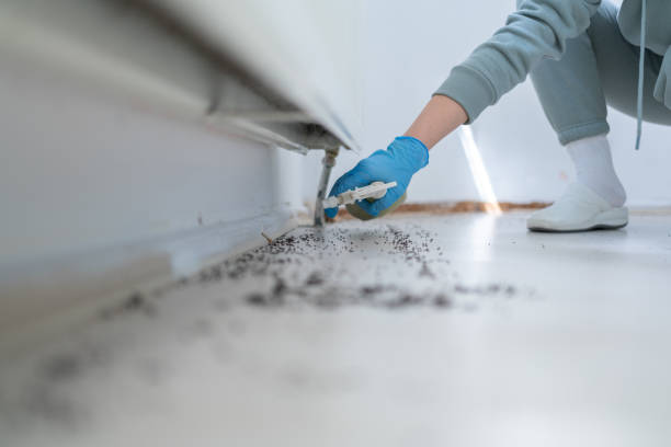 Best Rat Extermination Near Me  in Grizzly Flats, CA
